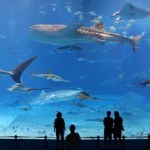 Why The Kuroshio Sea Aquarium Video Goes Viral?