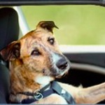 Drivingdogs: Can You Teach A Dog To Drive?