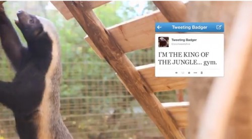 Joburg Zoo Presents The World's First Live Tweeting Badger 