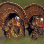 Content Marketing: Why Turkeys Can’t Fly? 