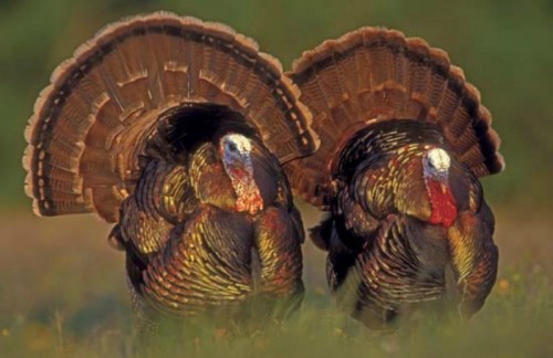 Content Marketing: Why Turkeys Can't Fly? 