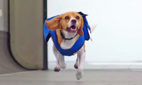 KLM-lost-and-found-dog-service-beagle-dog-social-media