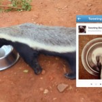Joburg Zoo Presents The World’s First Live Tweeting Badger 